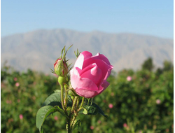 Роза дамасская (Rosa damascena), Иран, урожай 2025г, 1 г - 100% натуральное эфирное масло