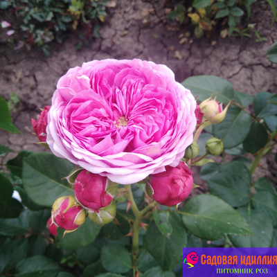 Модерн Арт (Modern Art)