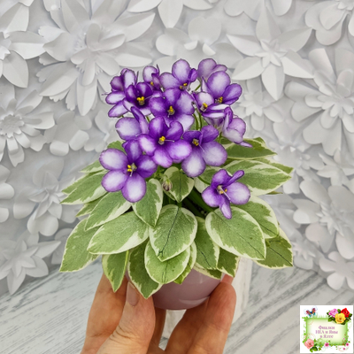 Rob's Lucky Penny (R.Robinson) (05/31/1997) листовая химера (пасынок сорт укоренённый)