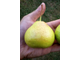 Груша  Бессемянка (ран.осен.)