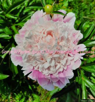 Paeonia George W.Peyton