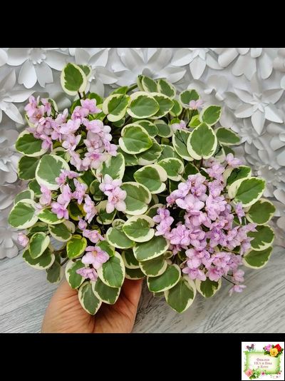 Жемчужный Восторг (Д. Глушакова) листовая химера (пасынок сорт посажен 20.10.25)