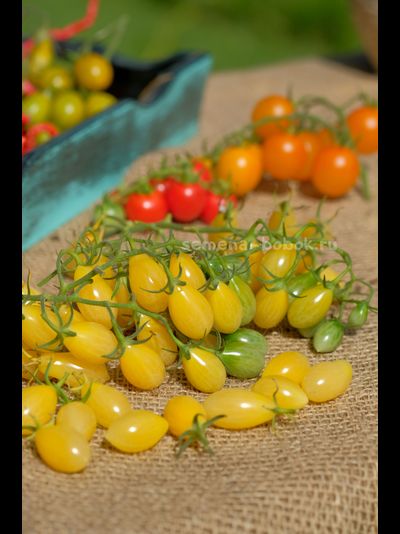 Томат Ivory Tears(  Слезы цвета слоновой кости ), 10 шт