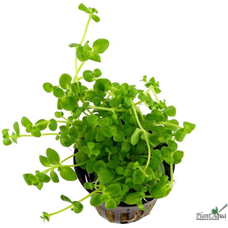 Бакопа австралийская (Bacopa australis)
