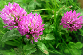 Клевер люцерна фото