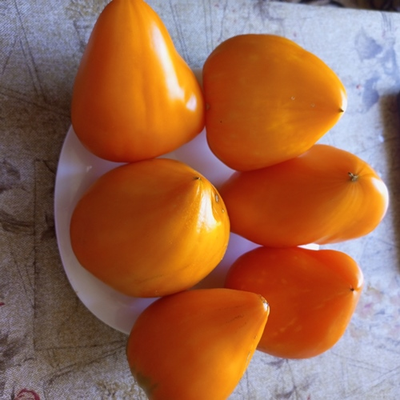 Томат Желтый клюв