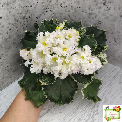 Dn-Macabeo (Д. Денисенко) 2019 г. (укоренённый лист)