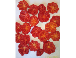 Перец острый Бразильская морская звезда (Red Brazilian Starfish)