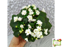 ЛЕ-Жемчужинка (Е. Лебецкая) 2018 г. трейлер