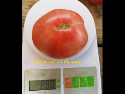 Томат Спасские из Рязани