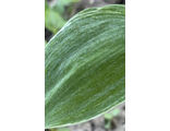 Polygonatum odoratum var. maximowiczii ‘Muhyou’