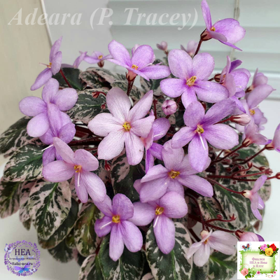 Adeara (P. Tracey) (3975) 06/02/1980 трейлер