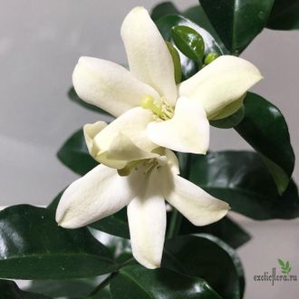 Murraya paniculata ‘Himalayan’ round leaf  / Муррайя Гималайская круглый лист