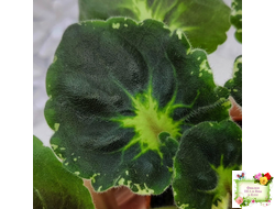 Р-Голубика (В. Зуб) 2023 г.