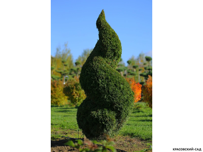 Туя Смаргад Грин Арт