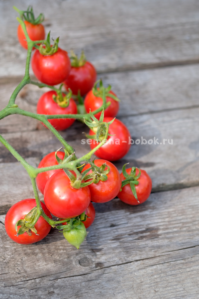 Томат Гибрид Тарасенко, 10 шт