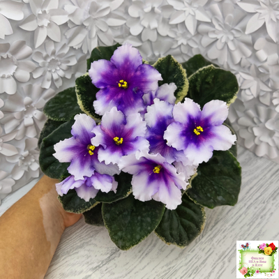 РС-Успех (С.Репкина) 2019 г.