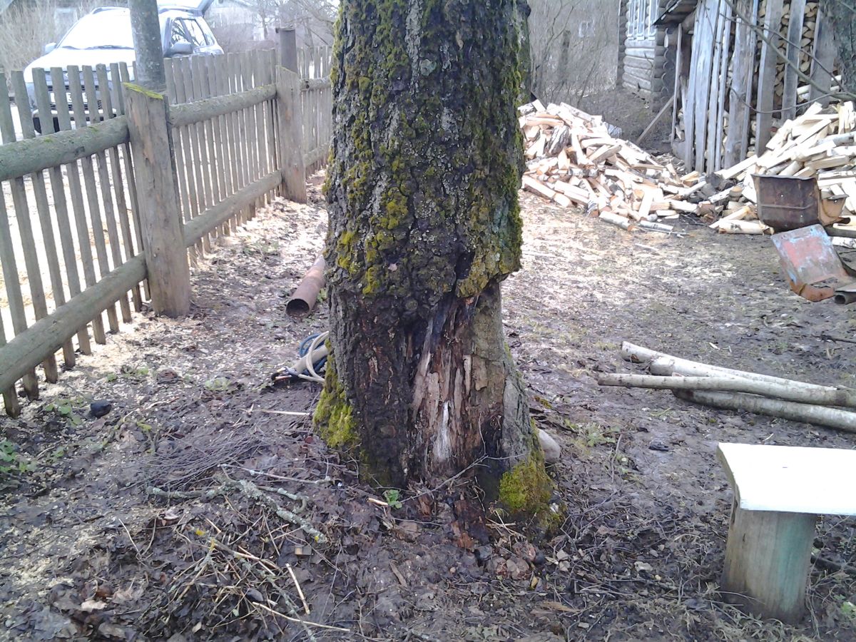 Удаление аварийного дерева Луга