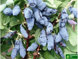 Жимолость "Ленинградский великан"