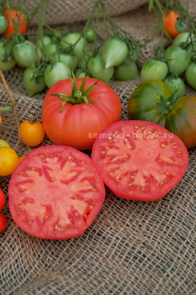 Томат Dwarf Snakebite (Гном Укус Змеи), 10 шт