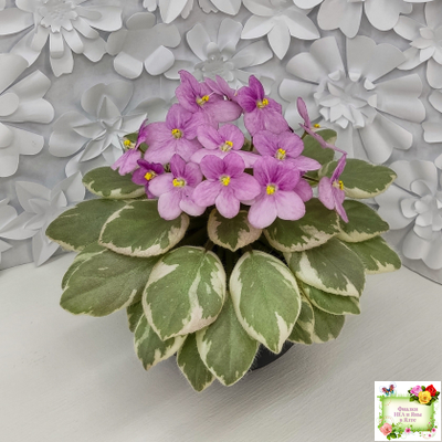 Rob's Lucky Ducky (R.Robinson) листовая химера (стартер сорт)