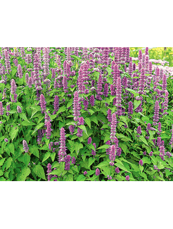 Лофант анисовый