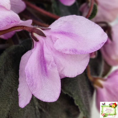 Pink Tulip Gold (японская селекция)