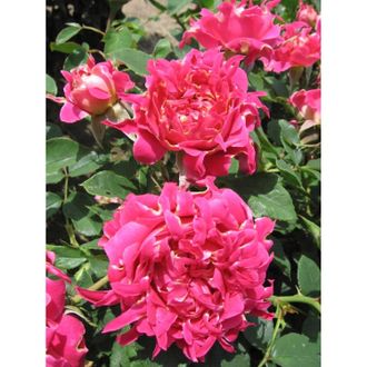 Раффлз джой (Ruffle&#039;s Joy),INTERPLANT