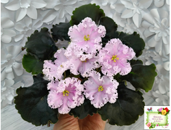 ВаТ-Любимая Внучка (Т.Валькова) 2016 г.