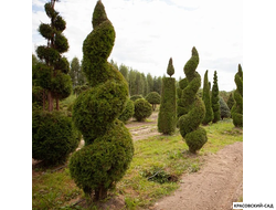 Туя Смаргад Грин Арт