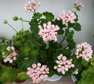 Emma fran Bengtsbo - пеларгония тюльпановидная - описание сорта, фото - купить черенки в Перми