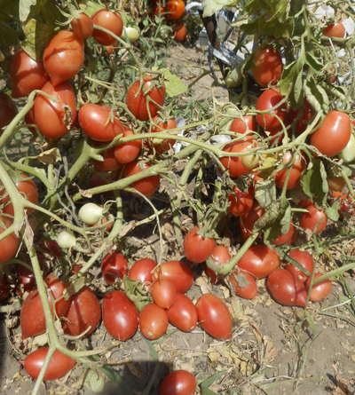 Томат Колокола России