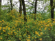 Азалия / Рододендрон желтый (Rhododendron luteum) абсолю (1 г)