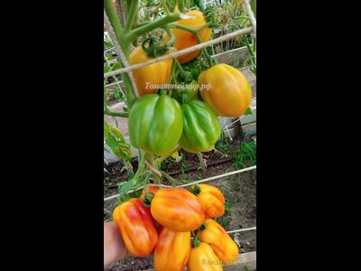 Томат Калифорнийский тюльпан (California tulip)