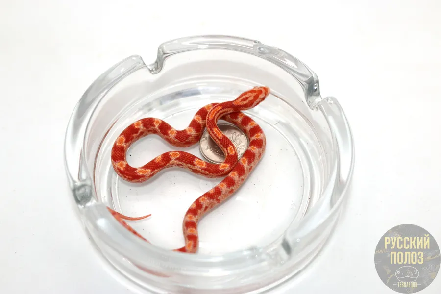 Полоз Маисовый, Pantherophis guttatus