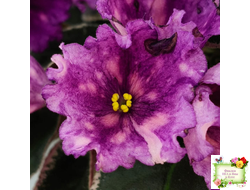 Nik-Кони в Яблоко  (Н. Булко) 2022 г. (пестролистный лонг)