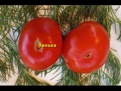 Томат Ванька
