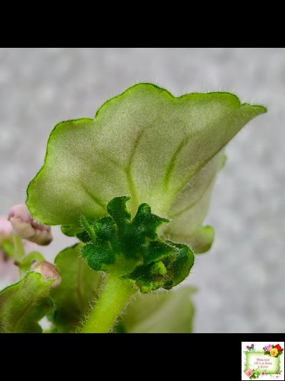 LV-1 (Л. Шевелева) сеянец