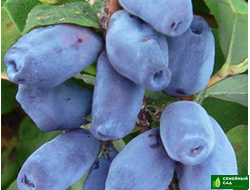 Жимолость "Зингри"