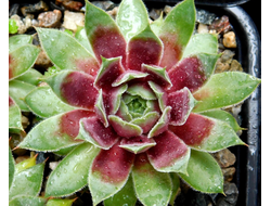 Sempervivum 'MULBERRY WINE' - розетка