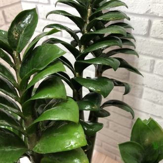 Замиокулькас Зензи (Жук) / Zamioculcas Zenzi (Bug)