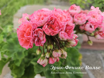 Пеларгония Эpик- Фeникc Вальс