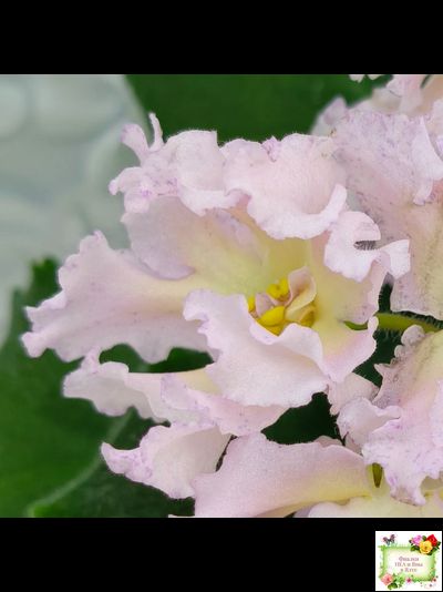 РМ-Солнечное Конфетти (Н. Скорнякова) 2022 г.