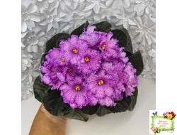 АВ-Самый Сок (Фиалковод) 2022 г.