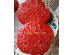 Томат Йошкин кот