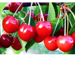 Вишня Стандарт Урала (ЗКС)