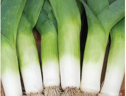 Лук-порей Панчо