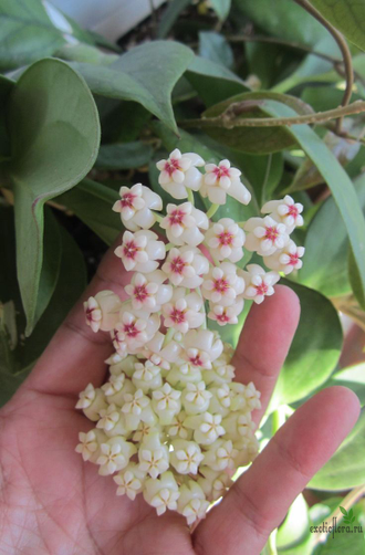 Hoya pachyclada red corona