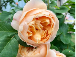 Роальд Даль (Roald Dahl)