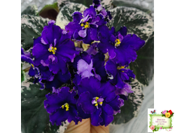 ЛЕ-Демо (Е. Лебецкая) 2014 г.